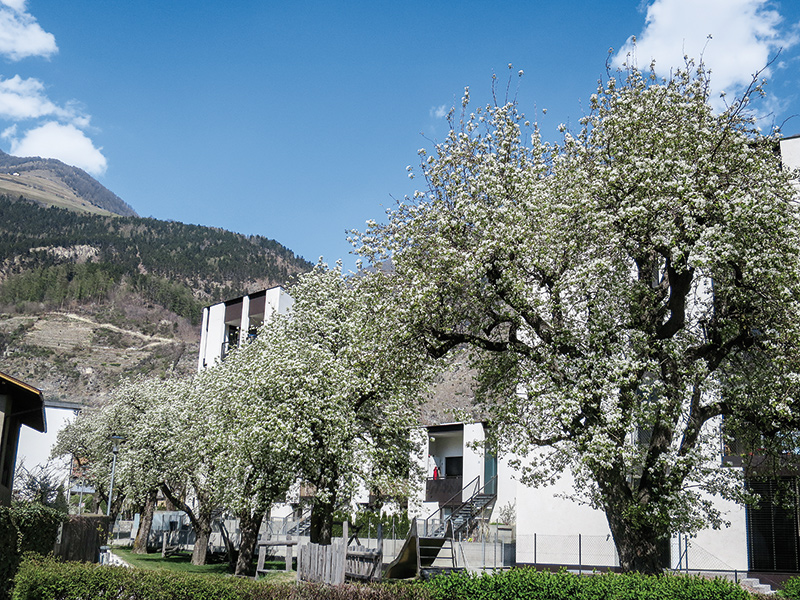 s26 190401 Palabirnblüte