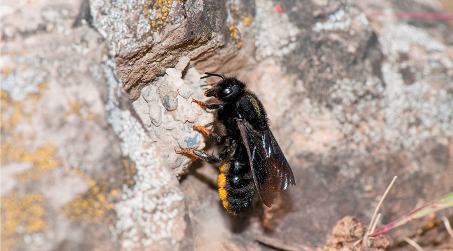 Schwarze Mörtelbiene (Megachile parietina). Foto: 4nature