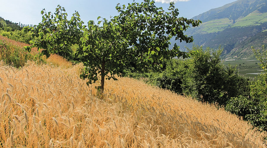 Passen gut zusammen: Marillenbäume und Getreide