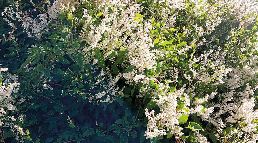 Japanischer Staudenknöterich