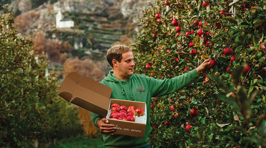 Vom Baum direkt ins Regal – die Vinschger Bio-Äpfel sind dank BioGraphy lückenlos rückverfolgbar.