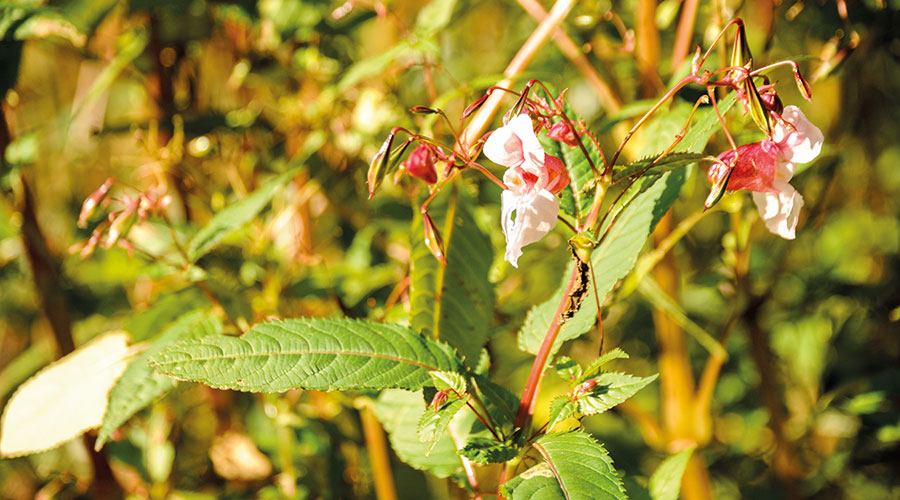 Drüsiges Springkraut