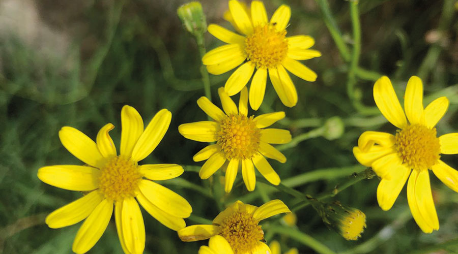 Südafrikanisches Greiskraut