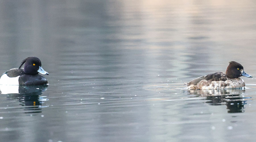 Reiherente (Aythya fuligula), Weibchen und Männchen mit  Geschlechtsdimorphismus im Federkleid; Foto: Dietmar Gander