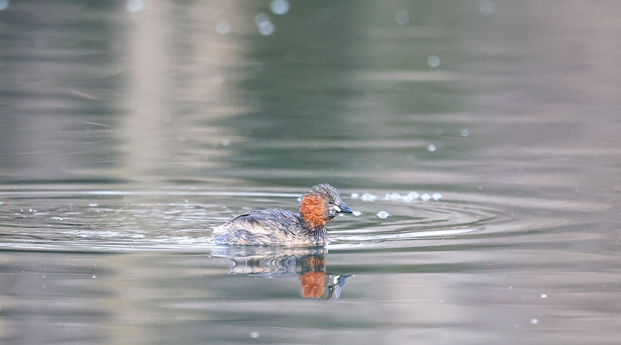 Zwergtaucher (Tachybaptus ruficollis); Foto: Dietmar Gander