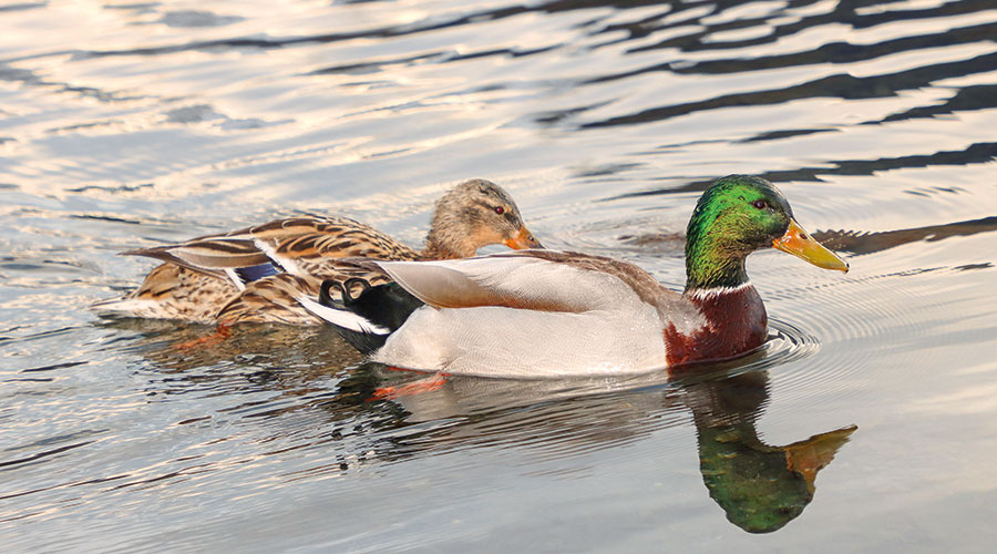 Stockente (Anas platyrhynchos) Weibchen und Männchen. Foto: Dietmar Gander