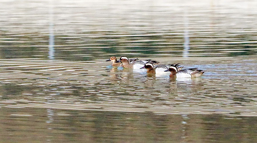 Knäckente (Anas querquedula);  Foto: Dietmar Gander