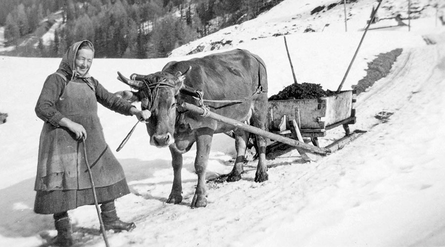 Wilhelmina Thöni-Plangger (Naza-Mina) pan mischtfiarn mit dr penn. Das Ein-Kuh-Gespann ist eine auffallende Seltenheit – und Minas eigene Erfindung! Aufnahme: Alois Thöni, 1950-er Jahre.