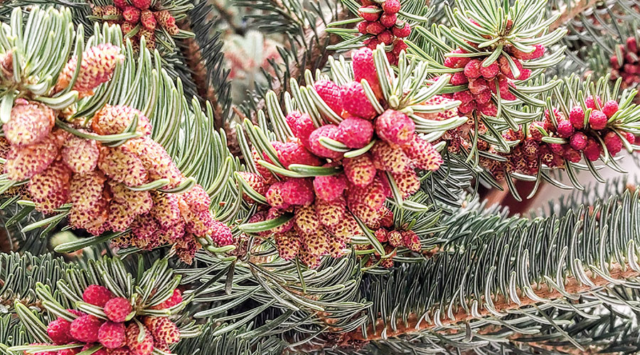 Männliche Blüte der Douglasie