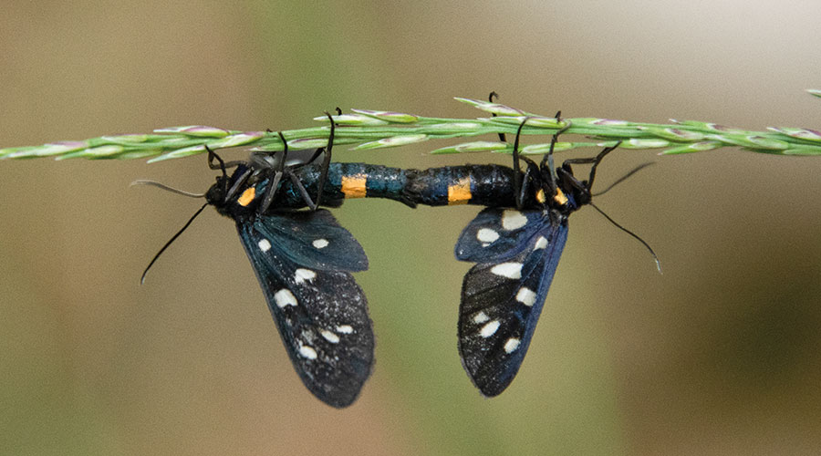 Das Weißfleck-Widderchen (Amata phegea) ist für Menschen nicht giftig. Es gehört zur Familie der Bärenspinner, nicht zu den echten, giftigen Widderchen, und ahmt deren Aussehen nur zur Abschreckung von Fressfeinden nach. Foto: Marta Maragliano Ferraris