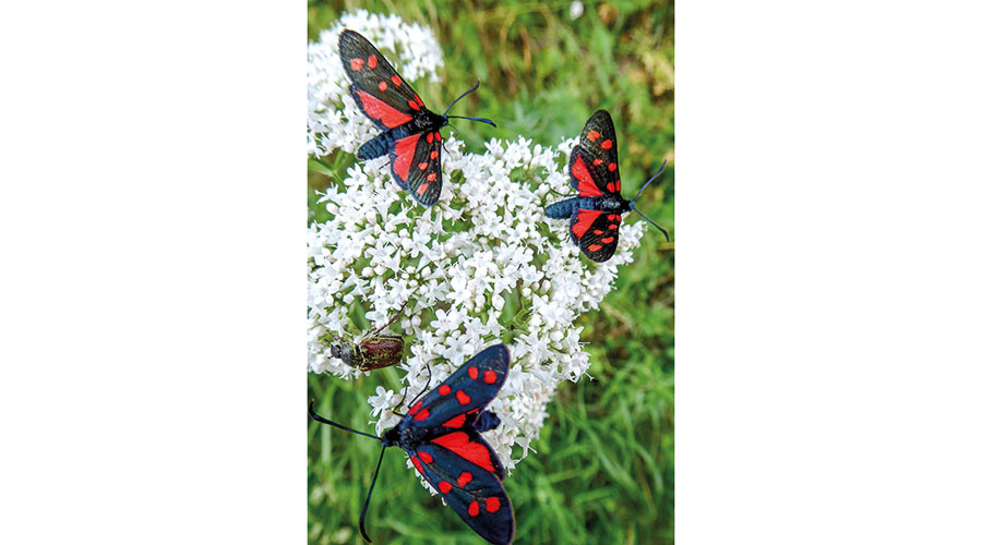 Erdeichel-Widderchen  (Zygaena filipendulae) Foto: Massimiliano Marini