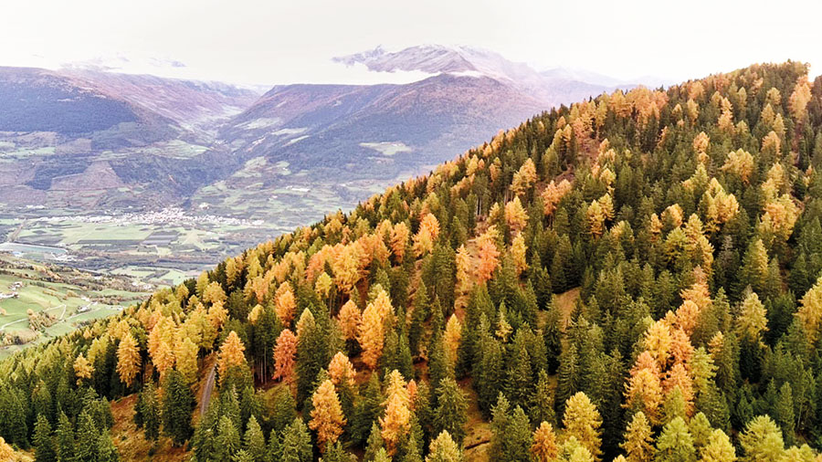 natur Herbstwalf Laerche Fichte Feld 24