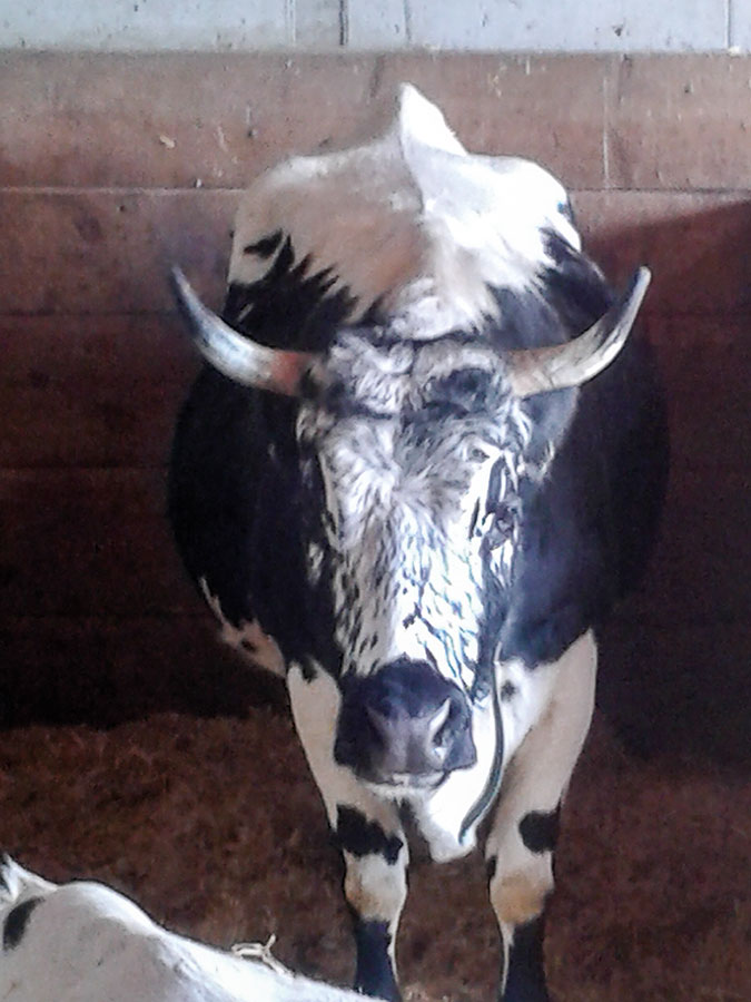 natur Rinderrasse Pustertaler Sprintze Feld 6