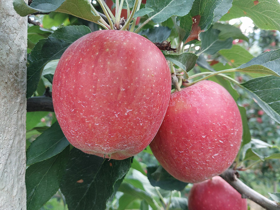natur Rote Apfelsorte Feld 16