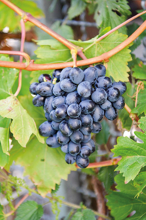 natur Weintraube Feld 22