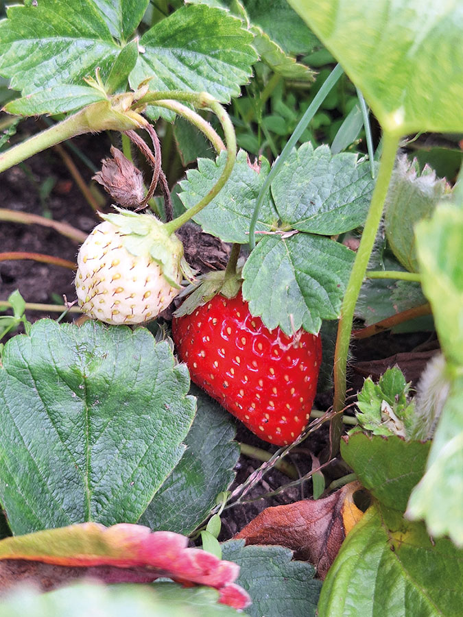 natur erdbeere feld17