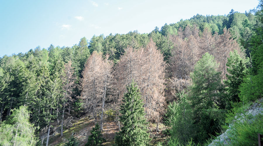 natur DSC 2035