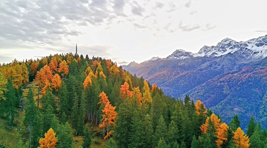 natur IMG 20250518 WA0008