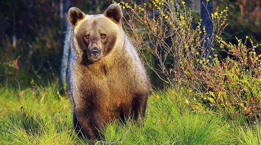 natur baer