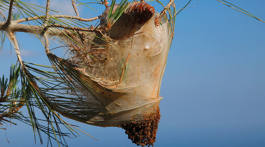 natur nest proz 285407100