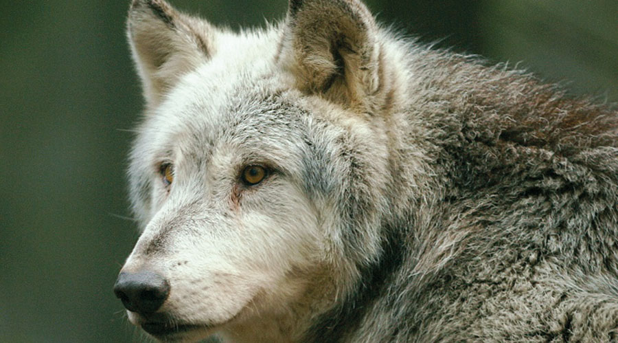 natur wolf