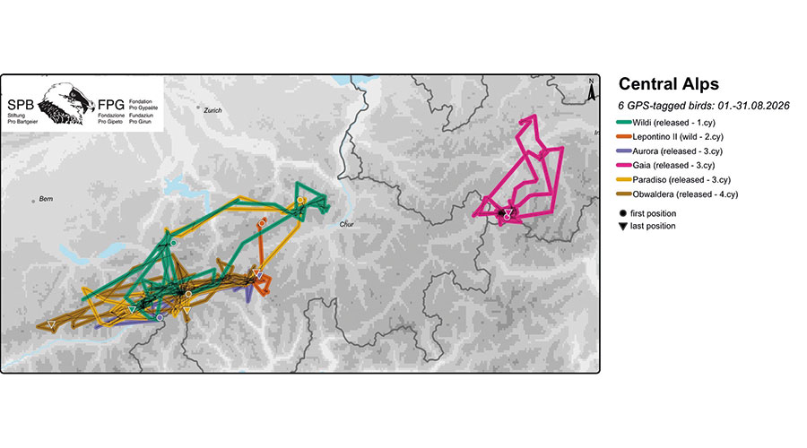 Derzeit gibt es in Europa 85 Junggeier mit Satellitensendern. 6davon fliegen in den Zentralalpen im Alter zwischen 1 und 4 Jahren.