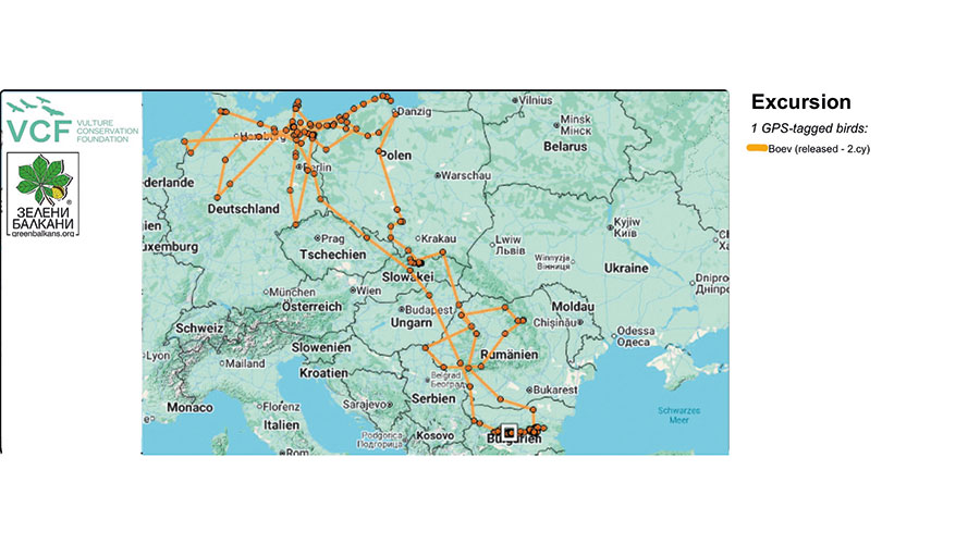 Die Flugrouten des bulgarischen Bartgeiers Boev. 2024/25 hat er 14.100 Flug-kilometer zurückgelegt, ist bis an die Ost- und Nordsee geflogen und wurde nach seiner Rückkehr nach Bulgarien mit 5 Mönchsgeiern und 2 Gänsegeiern vergiftet.