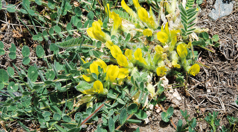 Drei Mal Tragant aus der Familie der Schmetterlingsblütler: Stängelloser Tragant (Astragalus excapus)