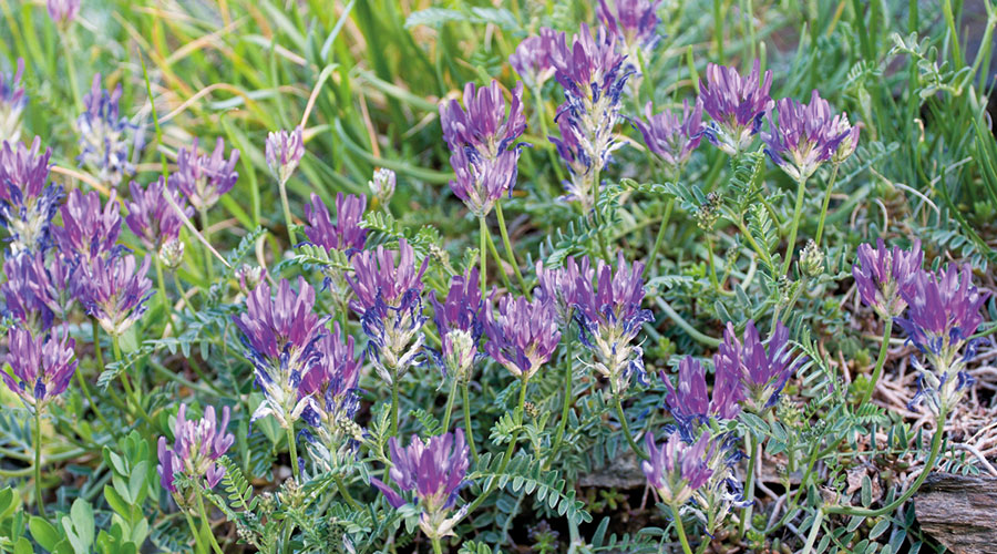 Esparsetten-Tragant  (Astragalus onobrychis); Foto: Joachim Winkler