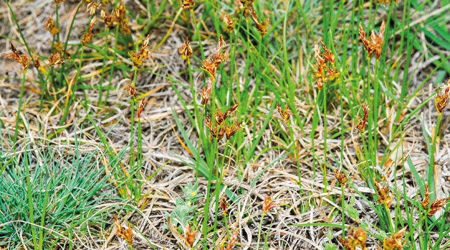 Kleine Segge (Carex supina), ein Sauergras