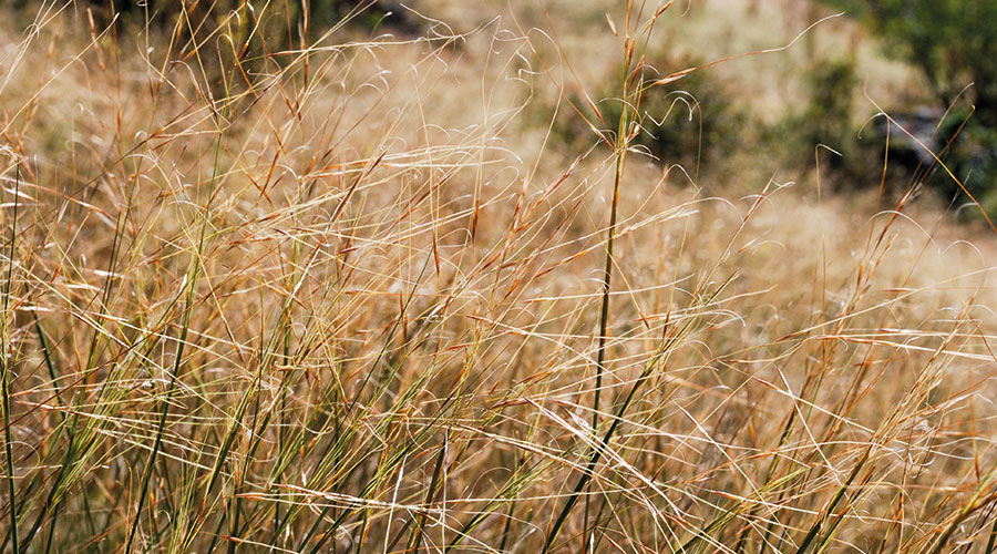 Drei Mal Süß- und Sauergräser: Pfriemengras (Stipa capillata)