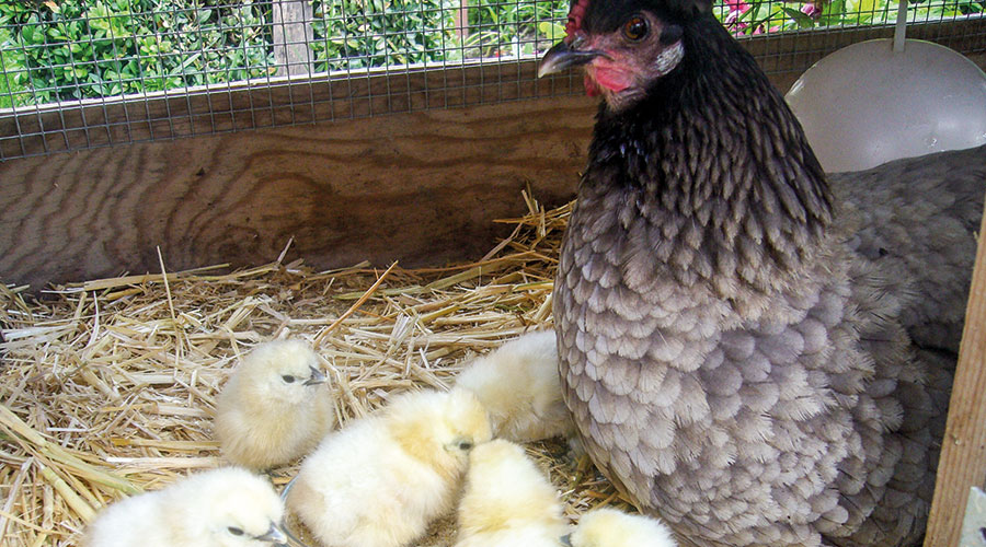 Naturbrut einer Glucke des Federfüßigen Zwerghuhnes 