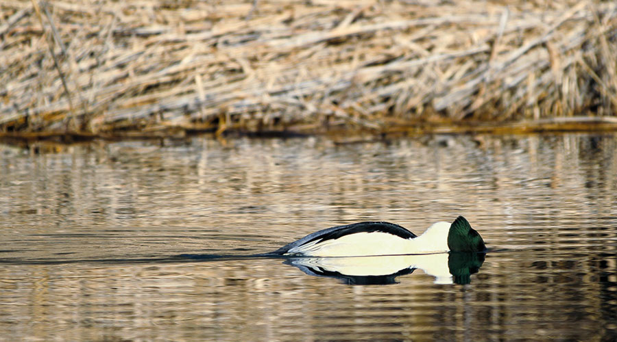 Das sogenannte Sichttauchen: mit den Augen unter Wasser sichtet der Gänsesäger die Fische, bevor er nach ihnen taucht. 