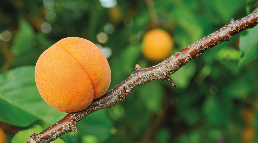 Vinschger Marille; Foto: Franz Grassl