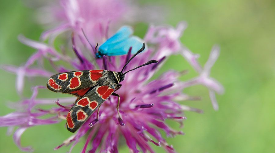 Esparsetten-Widderchen  (Zygaena carniolica)
