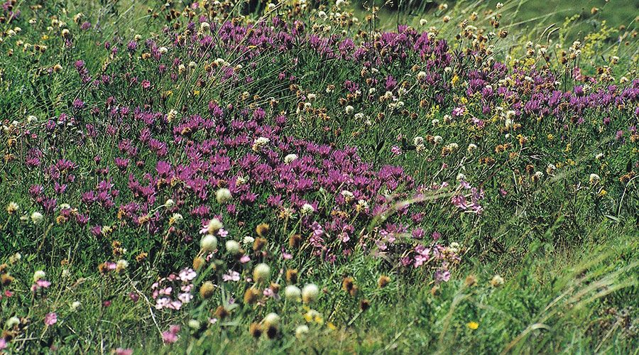Wollkratzdisteln, Skabiosen aber auch Tragant und Kleearten gehören zu den  Futterpflanzen der Widderchen