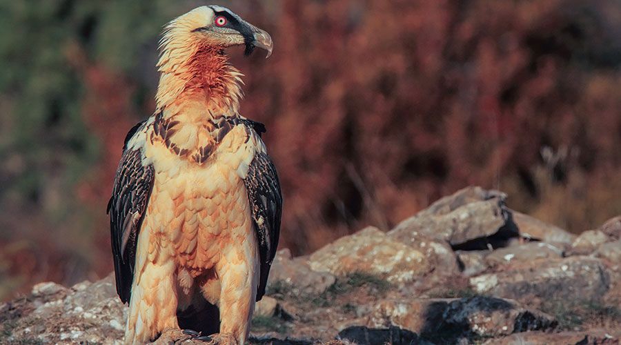 Bartgeier färben sich mit eisenoxidhaltigen Schlämmen das Gefieder ein. Das Auge hat einen orange-roten Skleralring. Foto: Michele Mendi