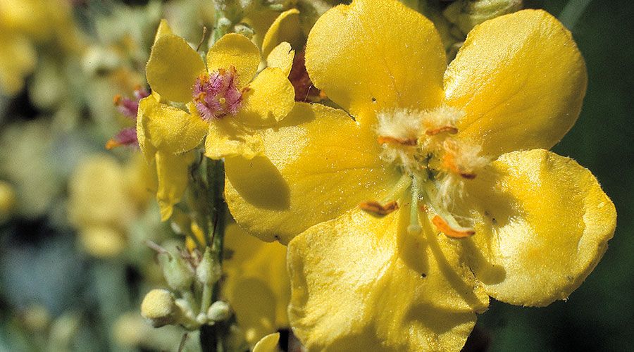 Die trockenresistente Königskerze besiedelt mit mehreren Arten die Trockenrasen. Li. die Schwarze Königskerze, re. die Großblütige Königskerze