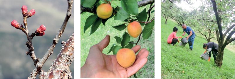 Von der Blüte bis zur Ernte bleibt die Vinschger Marille eine empfindliche und sensible Frucht