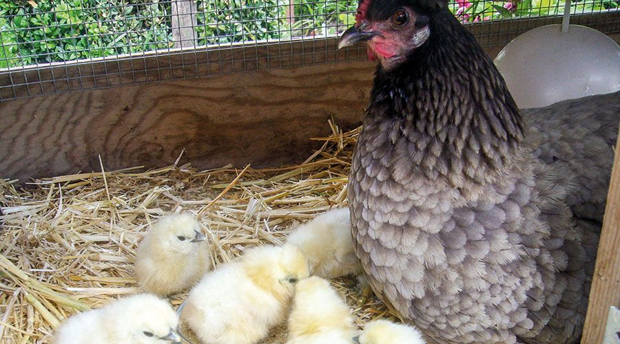 Naturbrut einer Glucke des Federfüßigen Zwerghuhnes