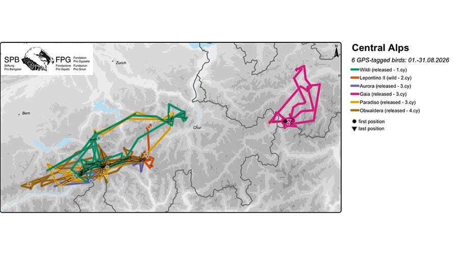 Derzeit gibt es in Europa 85 Junggeier mit Satellitensendern. 6davon fliegen in den Zentralalpen im Alter zwischen 1 und 4 Jahren.
