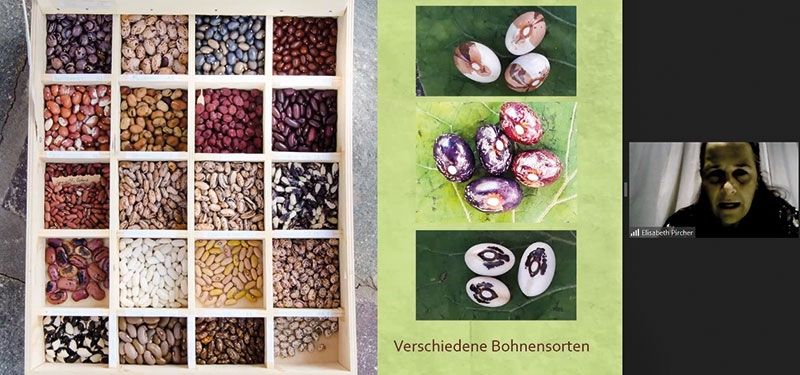 Wer Saatgut sammelt und vermehrt, hat Wissen und Unabhängigkeit.  Elisabeth Pircher (im Bild) zeigte ihre Bohnenkerne.
