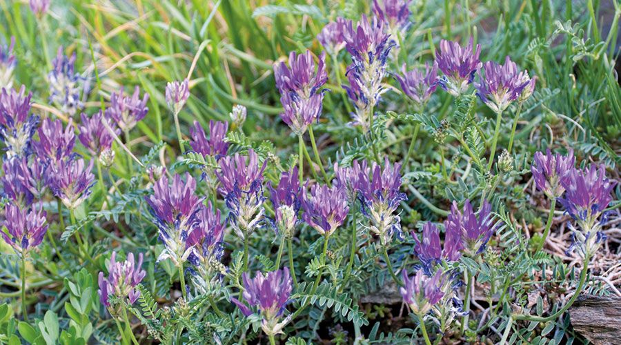 Esparsetten-Tragant  (Astragalus onobrychis); Foto: Joachim Winkler