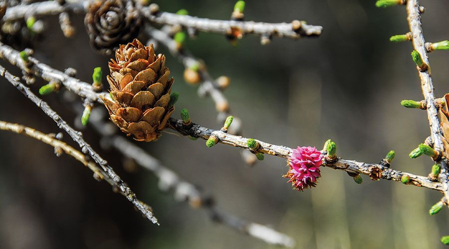 Unverholzte weibliche Blüte der Lärche und der verholzte Samenzapfen aus dem Vorjahr