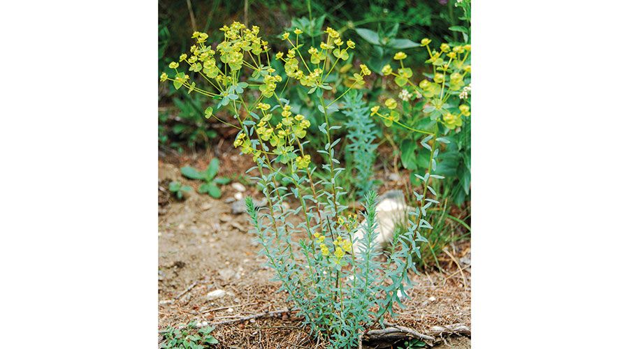 Steppen-Wolfsmilch (Euphorbia segueriana)