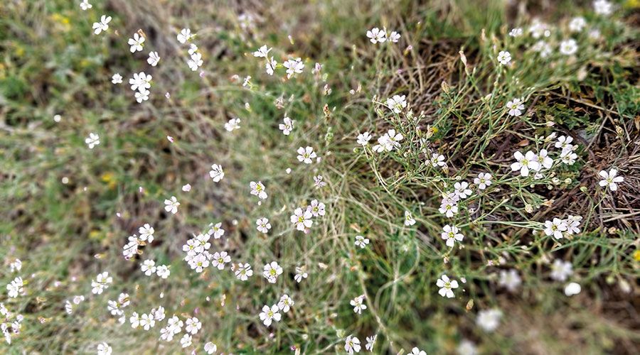 Trockenvegetation am Tartscher Bichl: Steinbrech-Felsennelke Petrorhagia saxifraga