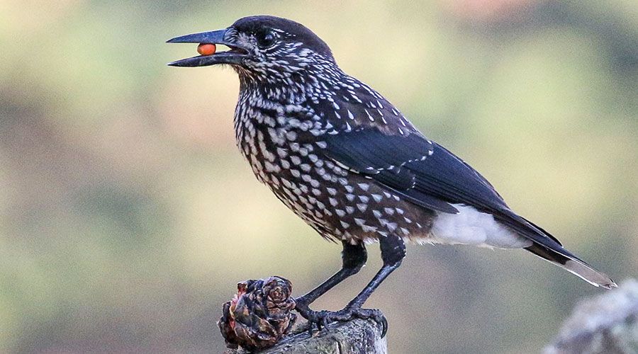 Tannenhäher; (Foto: Christian Kofler)