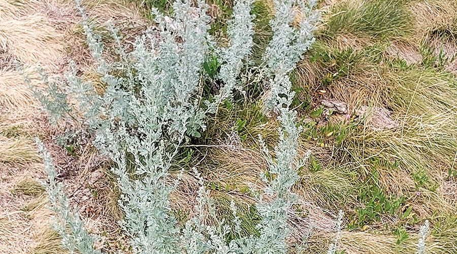 Trockenvegetation am Tartscher Bichl: Echter Wermut Artemisia absinthium
