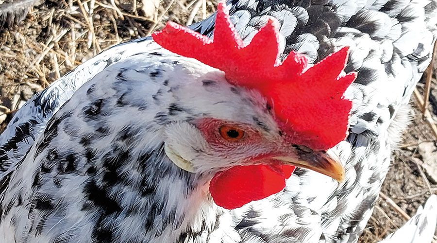 Henne der Rasse Hamburger mit rotem Kamm, roten Kehllappen und weißen Ohrflecken