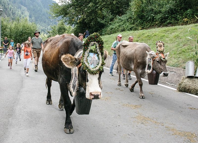 Gekränzt kehren die Kühe von der Rifairer Alm ins Tal zurück